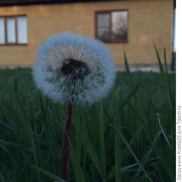 Одуванчик в 6 утра :)