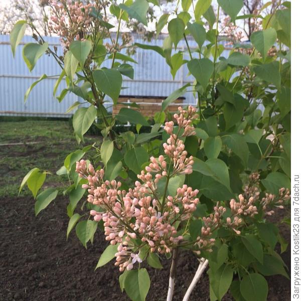 Сирень ,вторя весна у неё и первое цветение :)