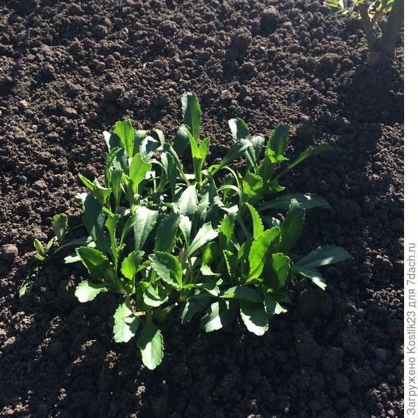 Ромашка "кучерявая"проснулась :)