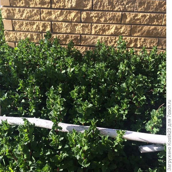 Мятка уже радует ,ароматным чаем :)