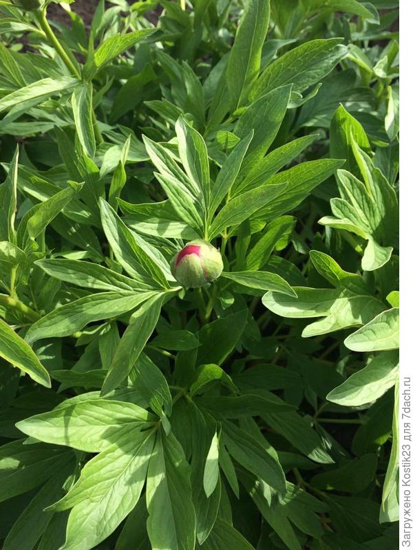 Уже пионы в бутонах у меня :)