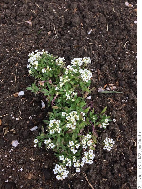 Цветут кустики Алиссума :)