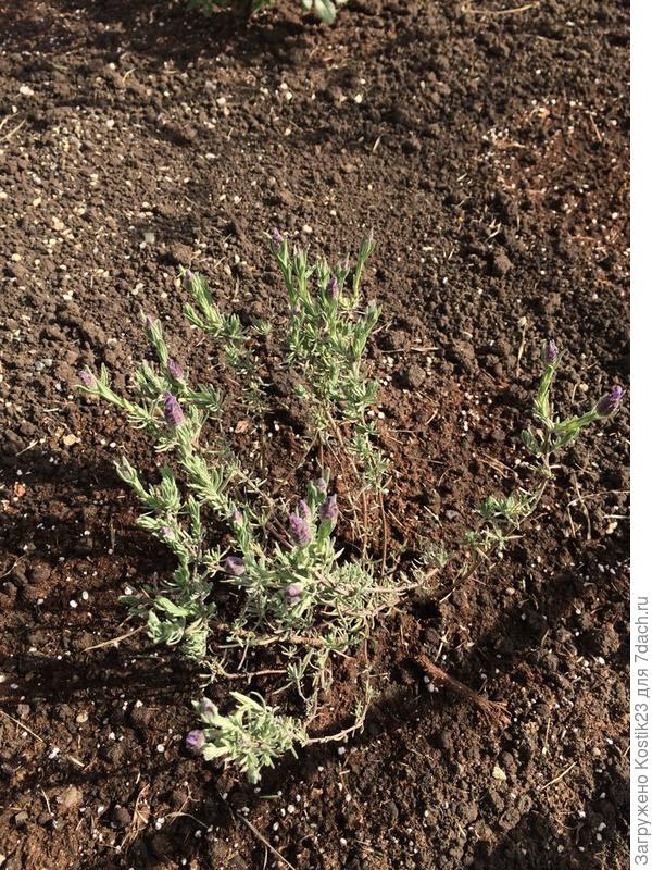 Молодой кустик Лаванды "Отто кваст " набирает цвет :)