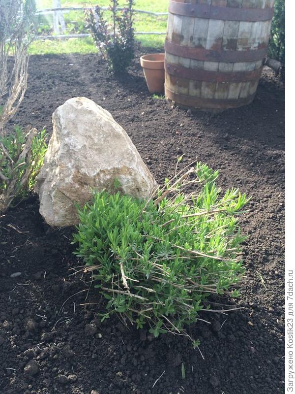 Куст лаванды,прошедший омоложение осенью,рвётся в бой молодыми веточками :) ..