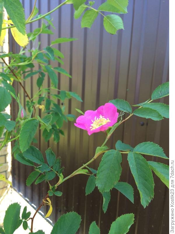 Вот ешё кусочек весны :)