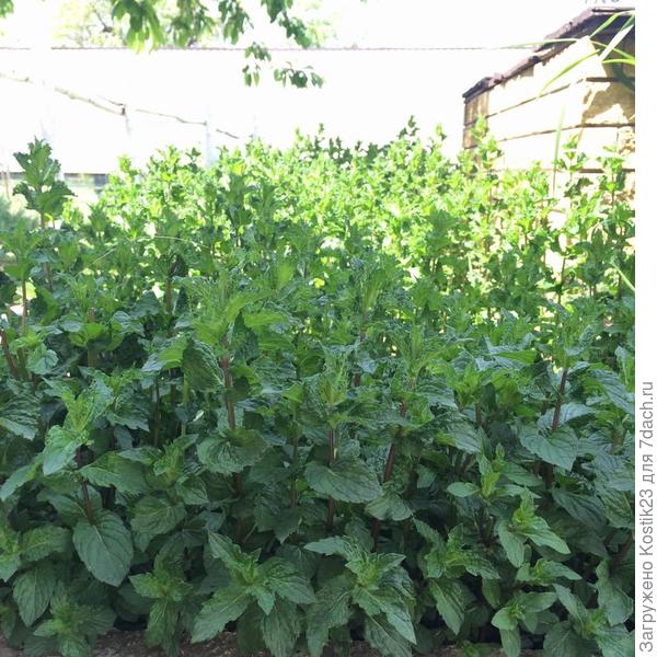 Мятка в первых лучах солнца 6:00 а от аромата её невольно улыбаешься и собираешь несколько веточек и завариваешь ароматный чай  :)