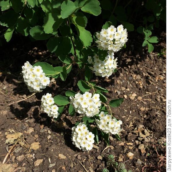 Зацветает &amp;quot;невеста&amp;quot; :)