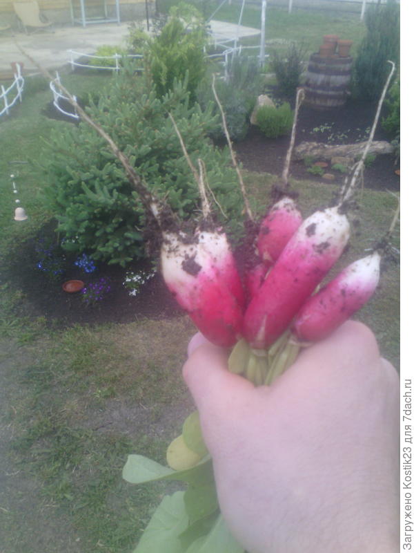 София Вам букетик :)