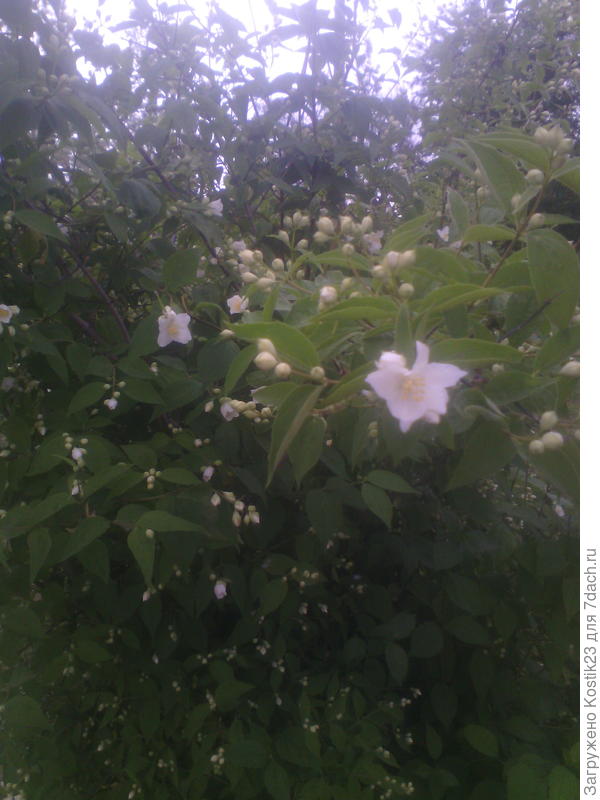 Чубушник зацвёл &amp;quot;Жасмин&amp;quot; :)