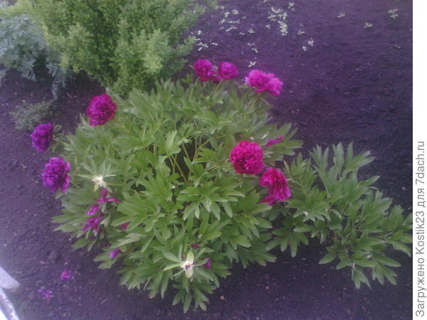 Пионы тоже опадают уже...