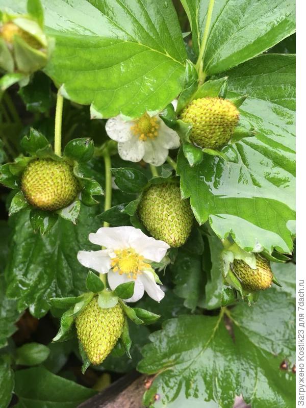 Клубничка местная в открытом грунте потихоньку созревает :)