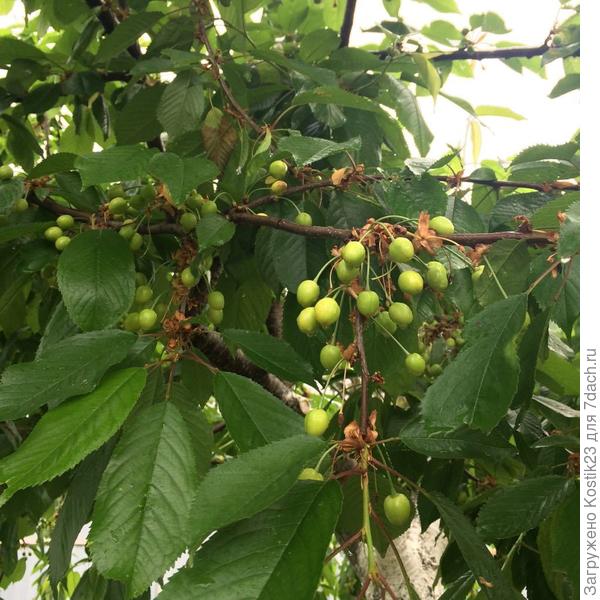 А черешня уже потихоньку спеет...