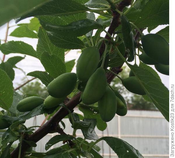 Уже ягодки потихоньку растут :)