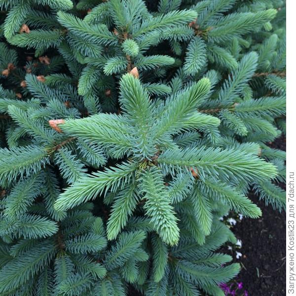 Молоденькие,этого уже года:)