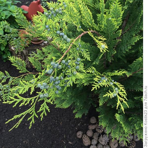 Туя эта весной становится слегка лимонного цвета с голубыми шишечками :)