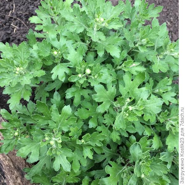 Дубок ,куку :) завязал бутоны в начале мая!!! :)