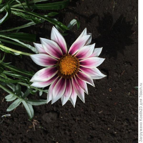 Ешё &quot;Газана&quot; :)