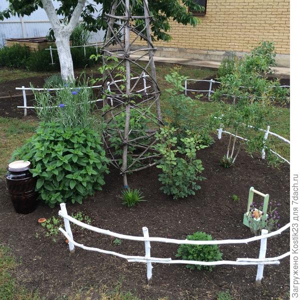 Вот один из кустиков мелиссы рядом кувшин :)