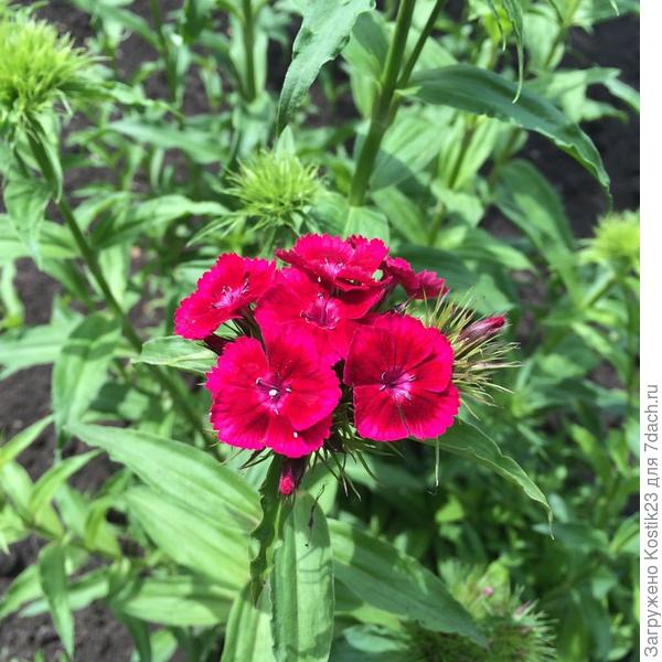 Гвоздика :) Пока только этот цавет раскрылся :)