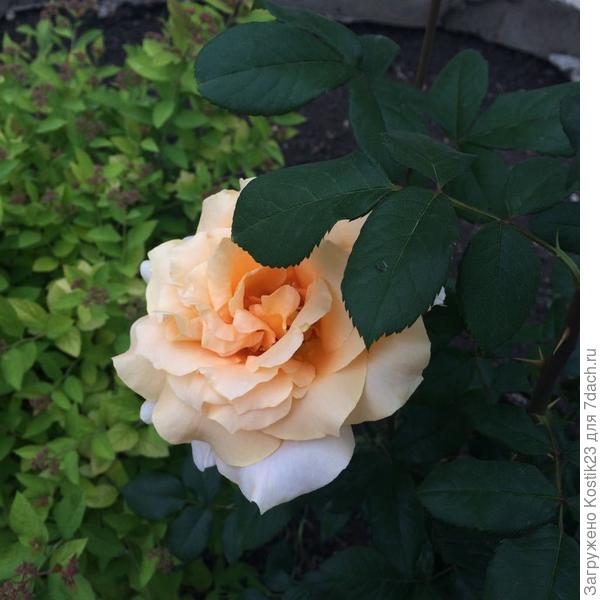 Зацветают розы :)