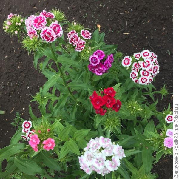 Гвоздичка :)