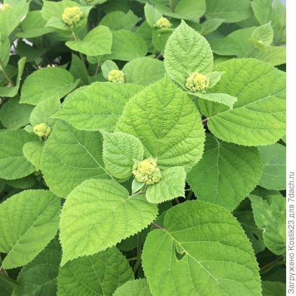 Гортензия,бутончики свои выпустила :)