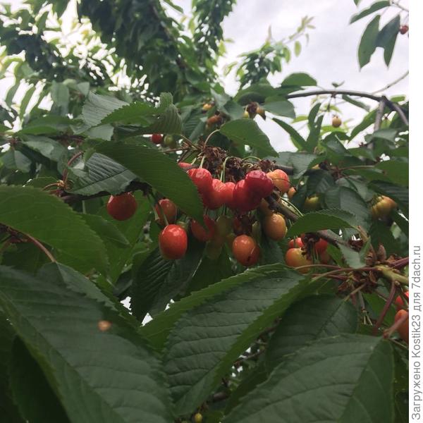 Потихоньку ,зреет :)