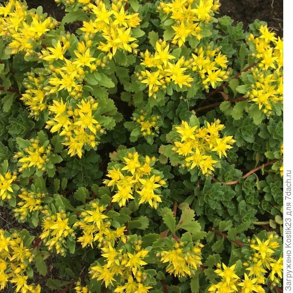 Седиум цветёт :)