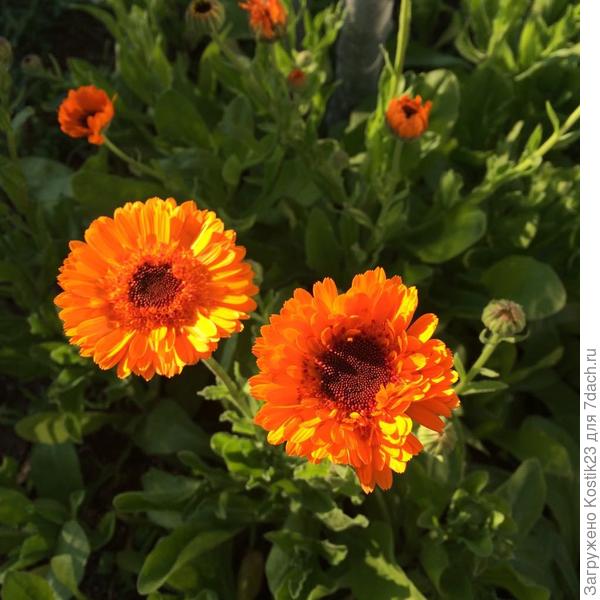 Первые лучики солнца разбудили календулу :)