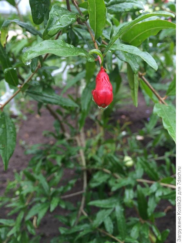 Гранат,начинает завязывать бутоны :)