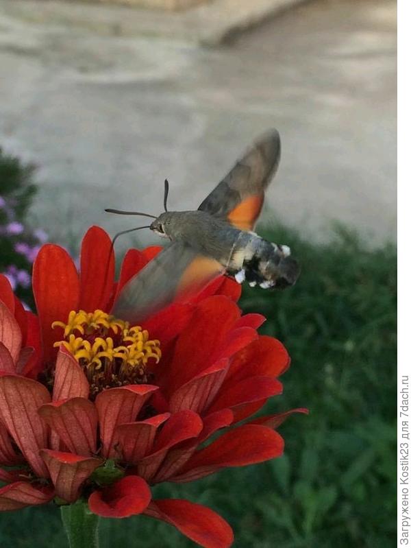 Бражник,фотография той осени :)