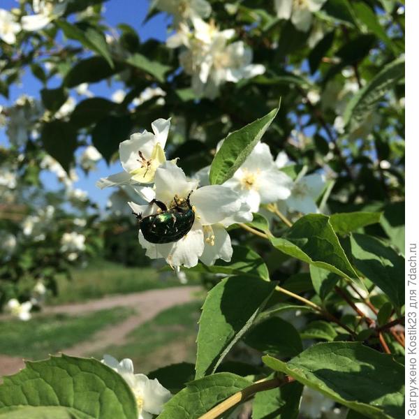 Вот,этот зелёный проказник на Чубушники (жасмин садовый ) :) ...