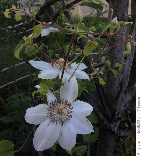 Клематис первый год у меня как он...
