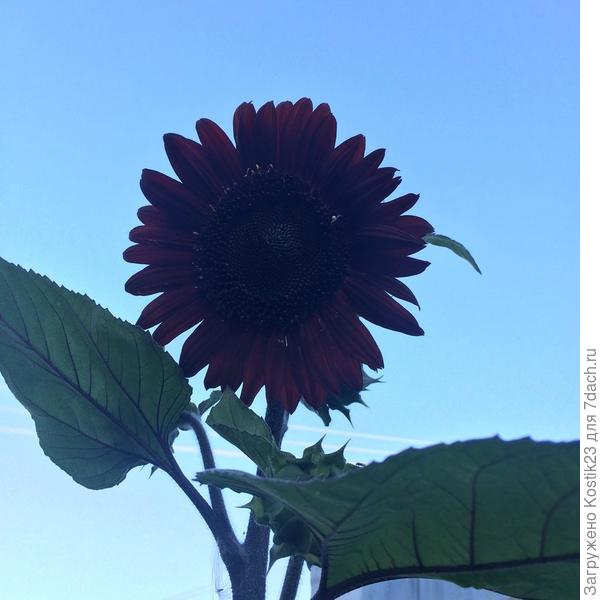 А вот этот подсолнух почти чёрный :)
