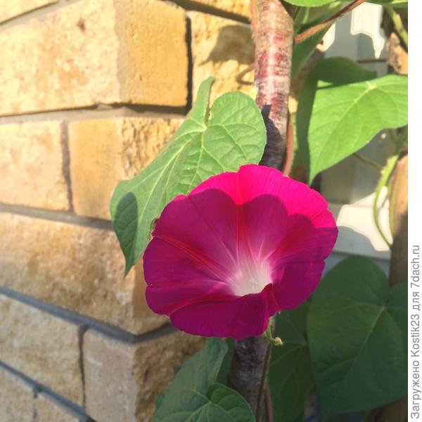 Ипомея первый цветок в этом году пока,но бутонов смотрю много :)