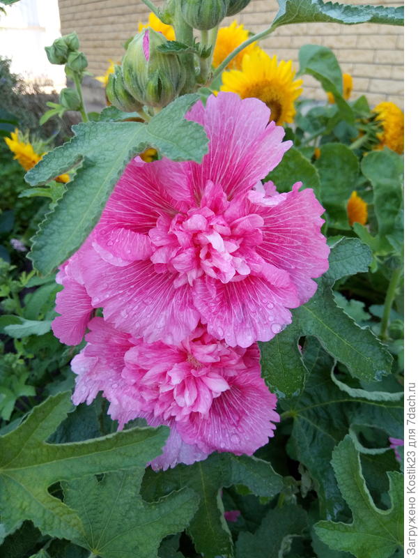 Ещё шток роза, махровая розовая ...:)