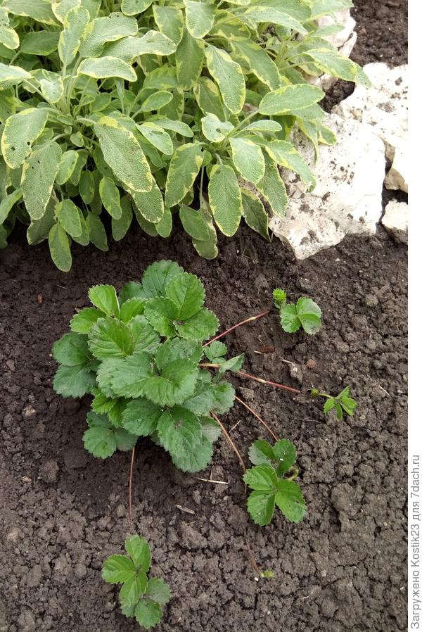 А это земляника лесная,из семян вырастил ,было около десяти семян,взошли два вот один кустик прижился :)