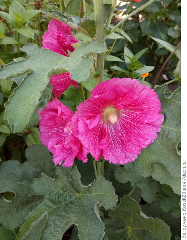 Шток роза, не махровая но от этого не менее красива и нежна :)