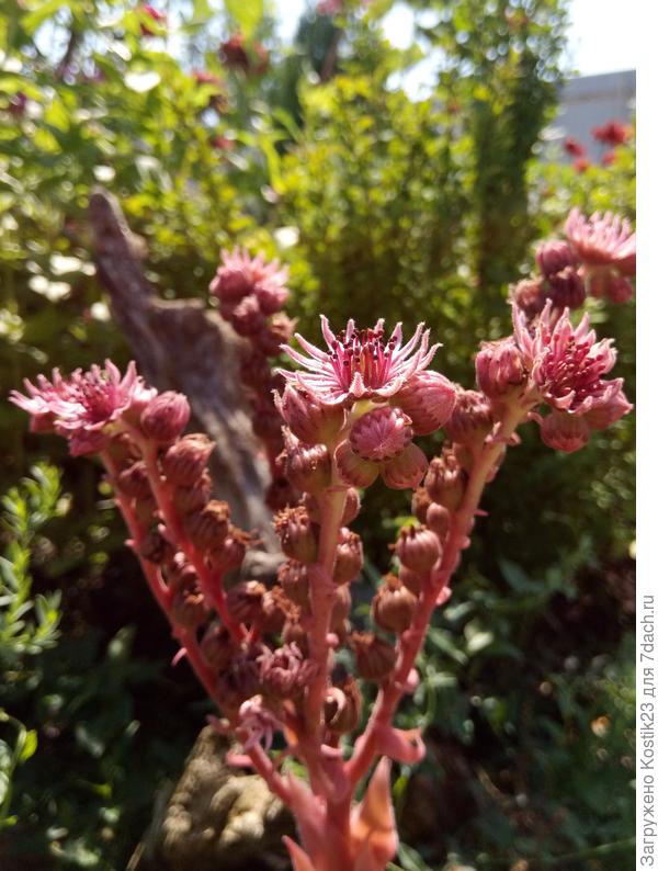 Молодило цветёт...