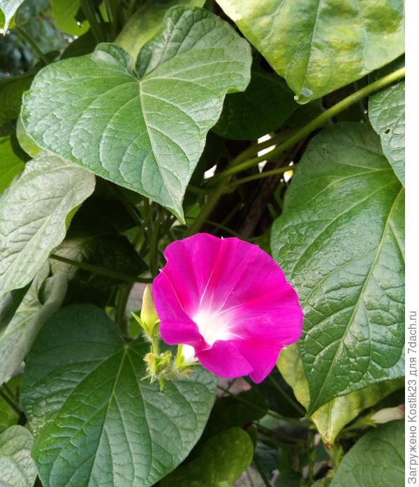 Нежная Ипомея...