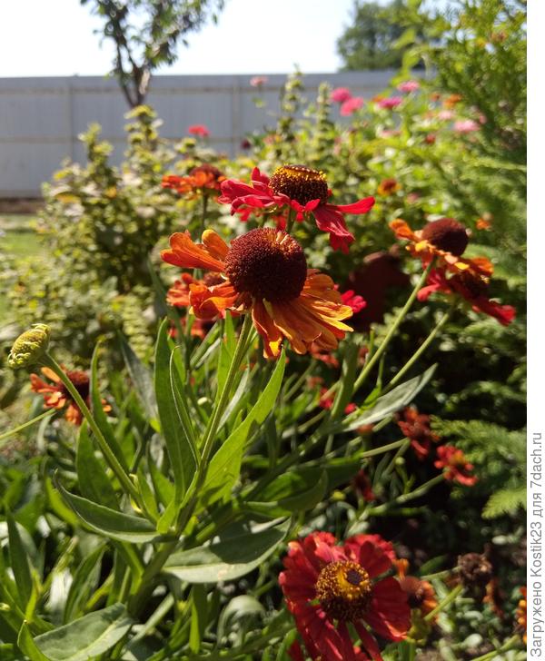 Гелениум будет радовать до самых морозов :)