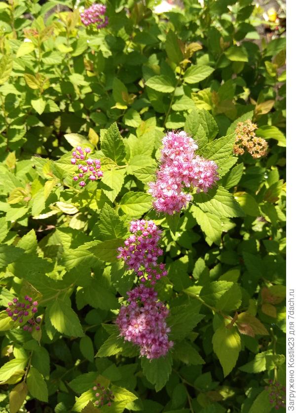 Спирея японская, вторая волна цветения :)