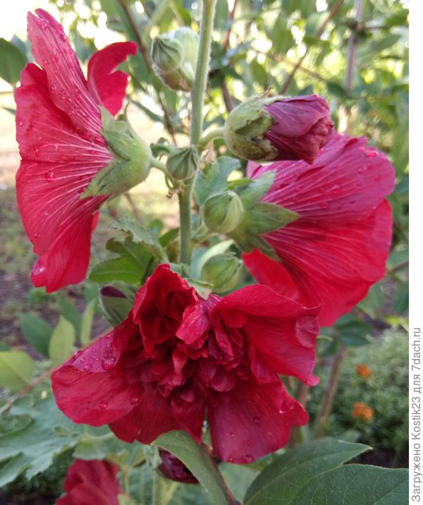 Шток роза махровая ...