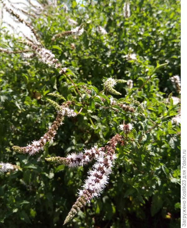 Мята цветёт, аромат стоит мммм...