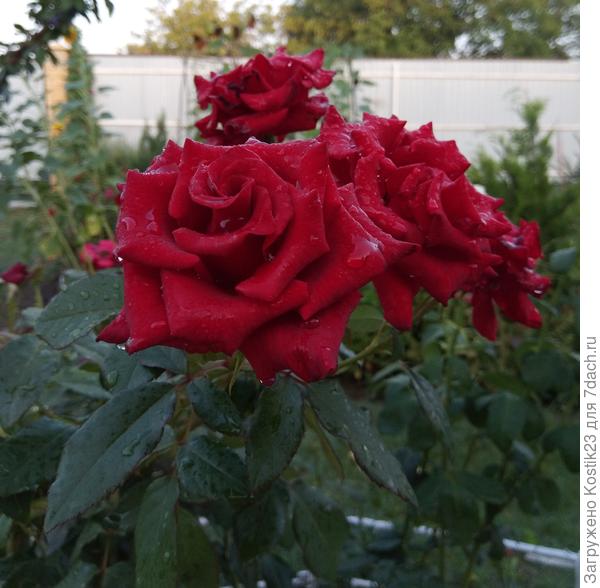 Розы в каплях ночного дождичка ...