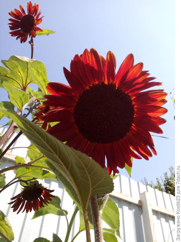 Шоколадный подсолнух :)