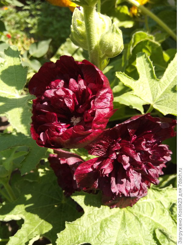 Махровая шток роза