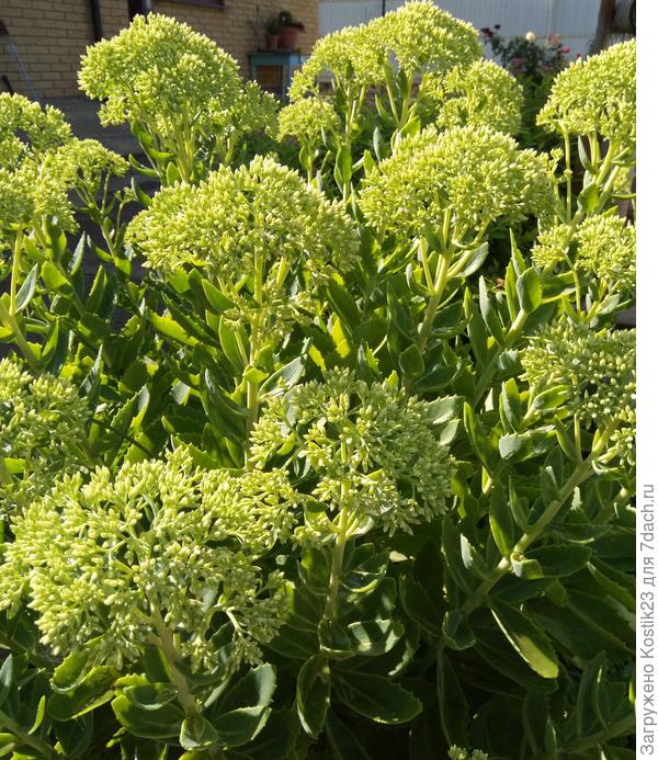 Очиток, украшение осени, вот потихоньку готовится :)