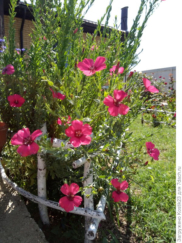 Красавец лён крупноцветковый ...