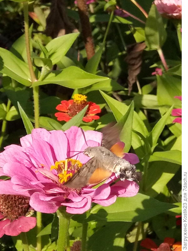 Бражник на циннии :)